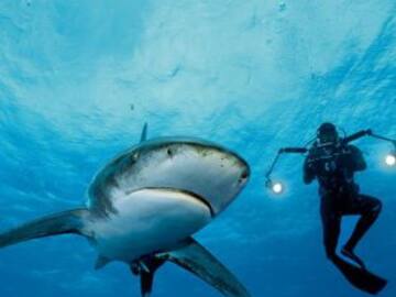 Ballena jorobada protege a buceadora de un tiburón