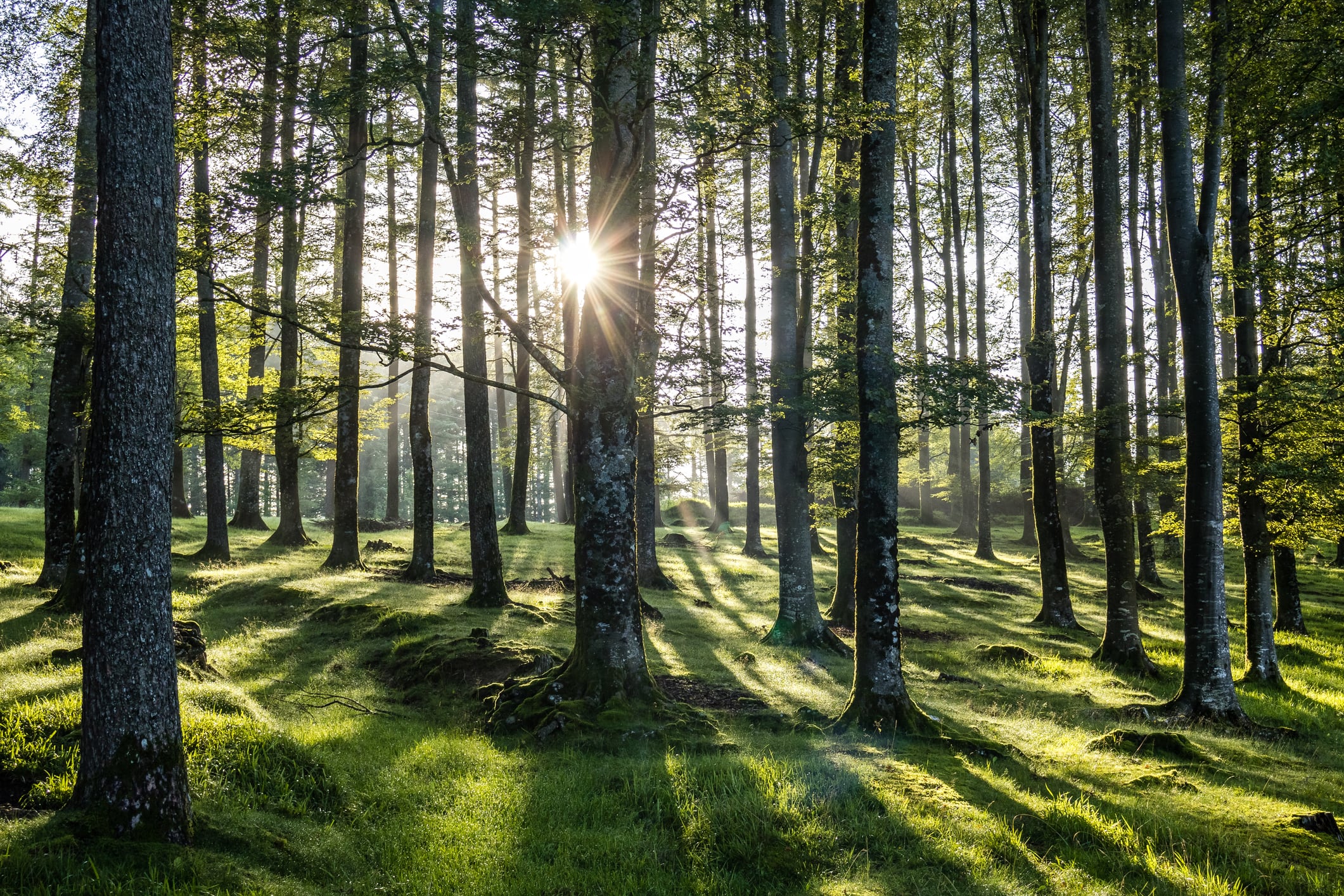 Objetivo: proteger los bosques.