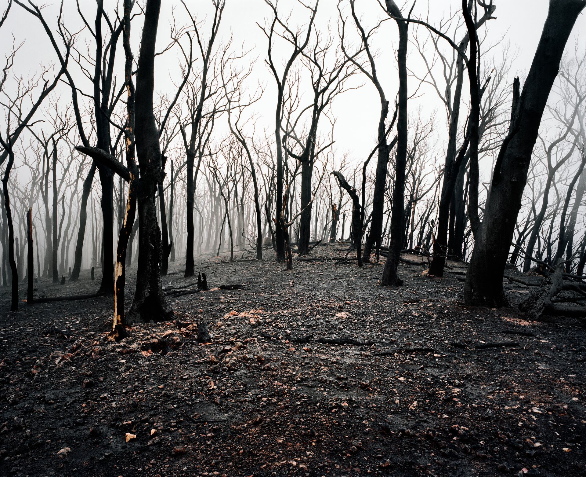 Tras ocho de cada diez incendios está la mano del hombre.