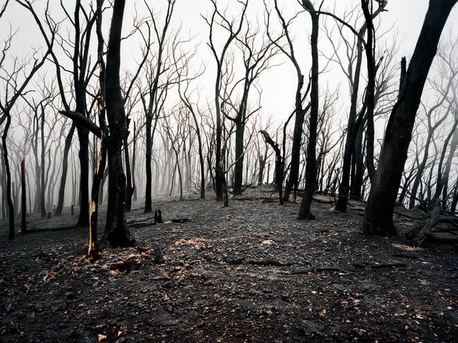 Tras ocho de cada diez incendios está la mano del hombre.