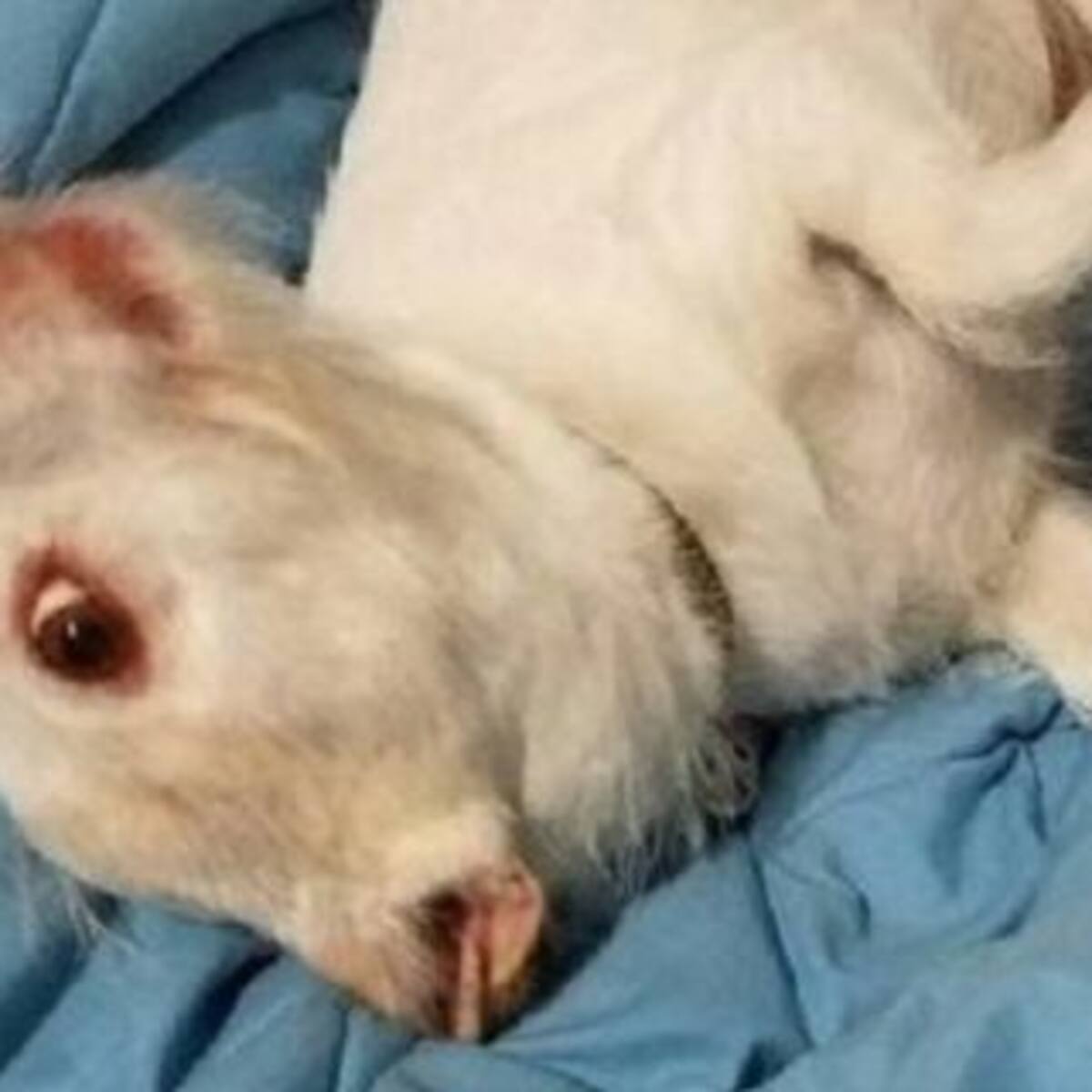 ¿Es un perro o un chancho? La foto que enloqueció a Twitter