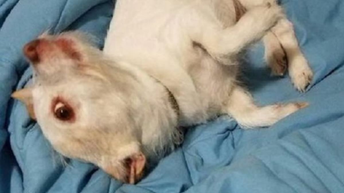 ¿Es un perro o un chancho? La foto que enloqueció a Twitter