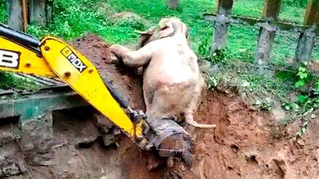 Rescatan con excavadora a elefante que cayó en una zanja