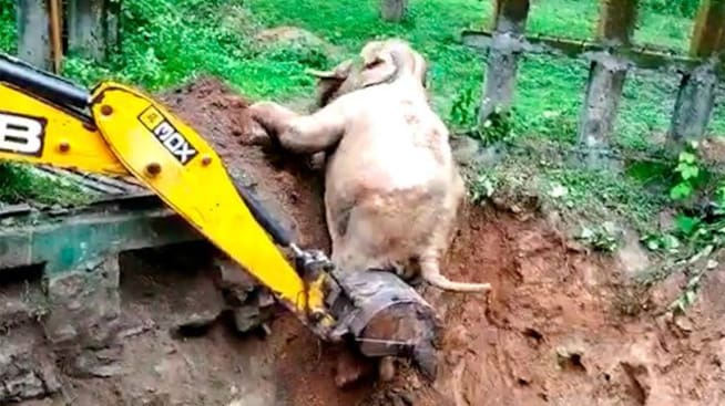 Rescatan con excavadora a elefante que cayó en una zanja