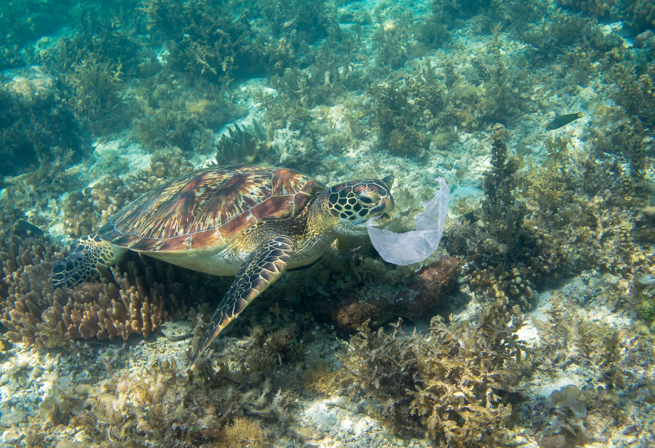 Las tortugas son una de las especies más afectadas por la contaminación de plásticos en los océanos