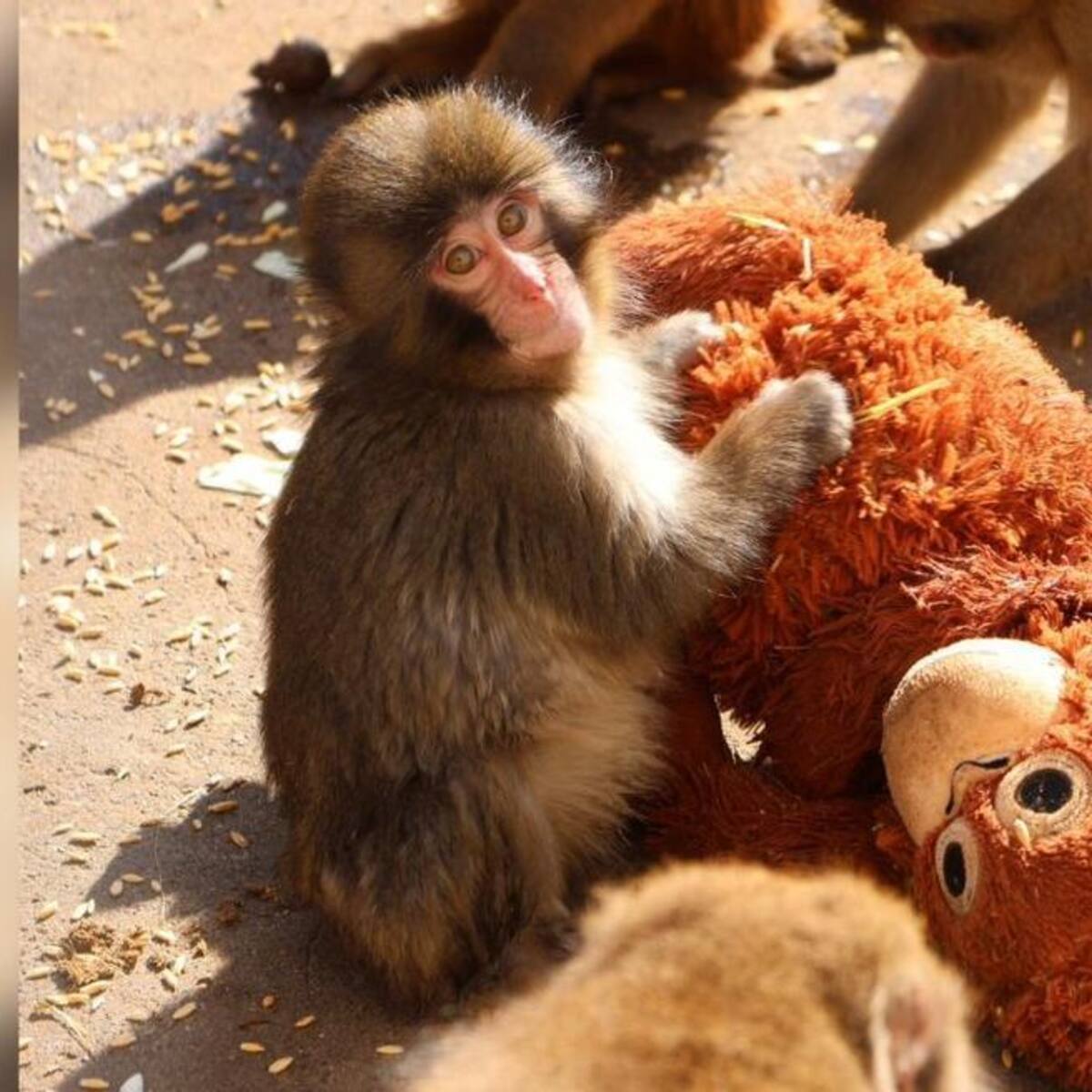 El mono más viral de Japón: abandonado al nacer… y criado por un peluche