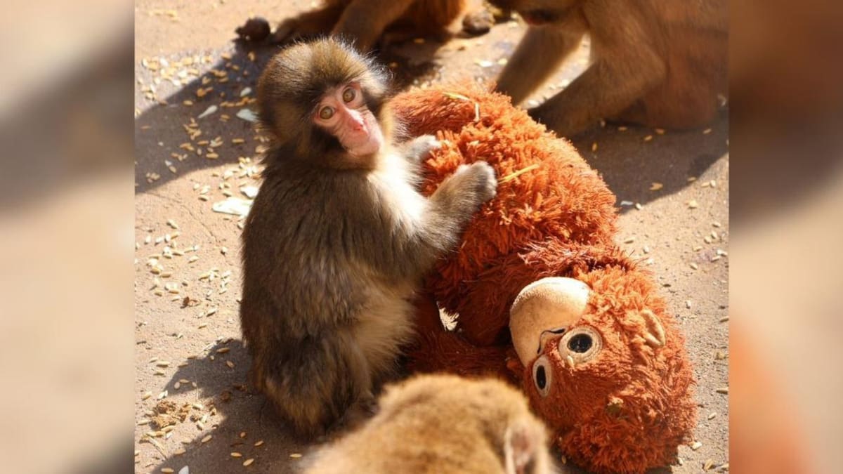 El mono más viral de Japón: abandonado al nacer… y criado por un peluche