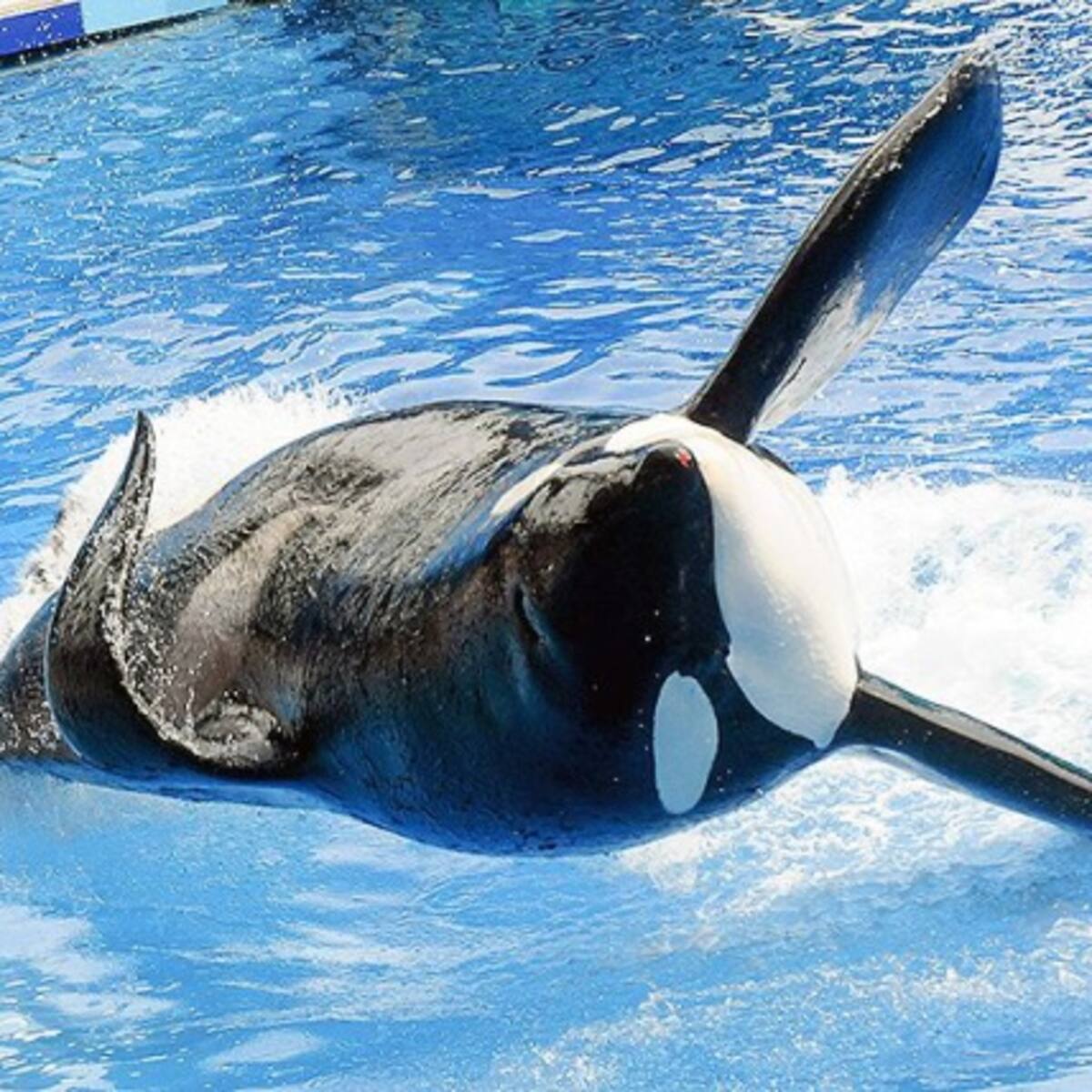 Murió Tilikum, la ballena más polémica de SeaWorld