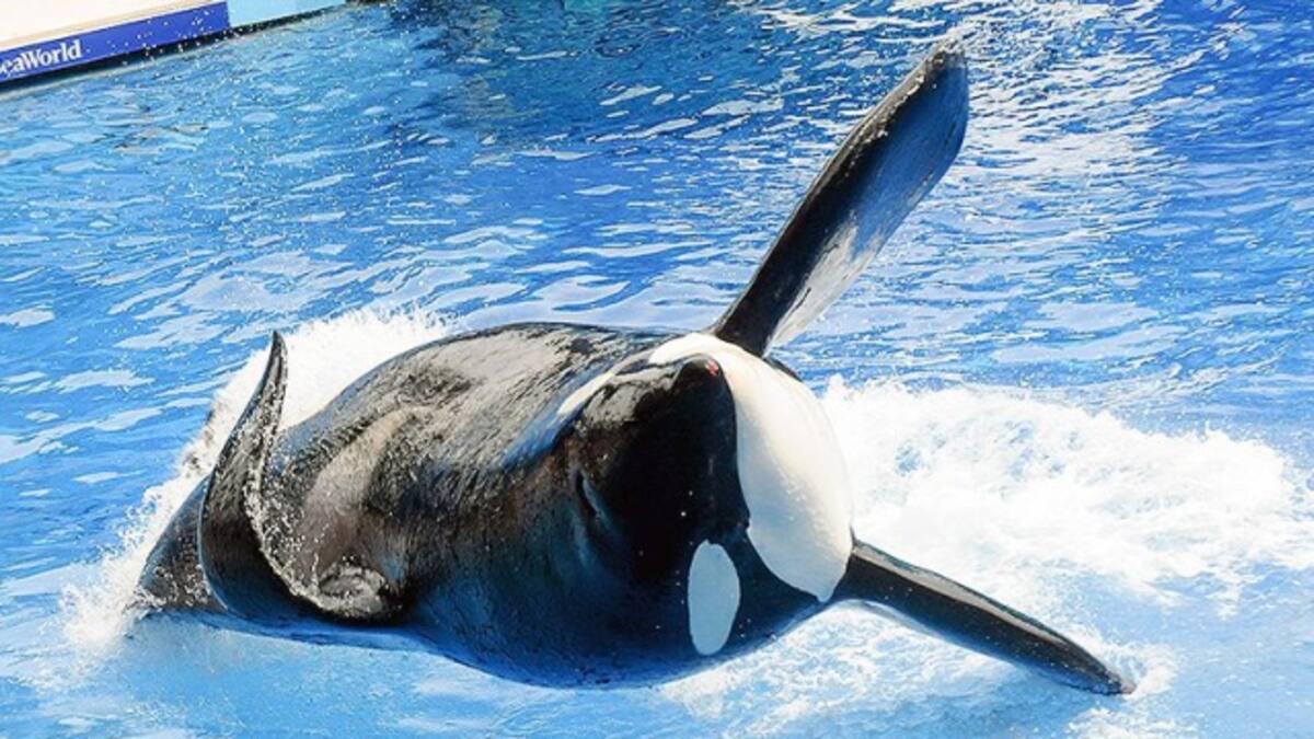 Murió Tilikum, la ballena más polémica de SeaWorld