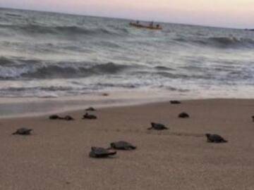 Nacen tortuguitas en peligro de extinción gracias a playa desierta por distanciamiento social
