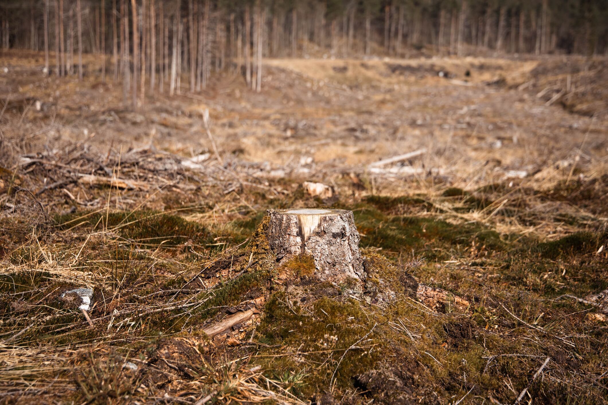 La deforestación es un problema grave.