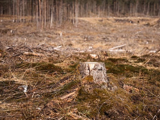 La deforestación es un problema grave.