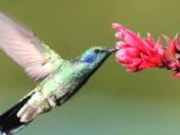 ¿Por qué no vemos tantos colibríes?