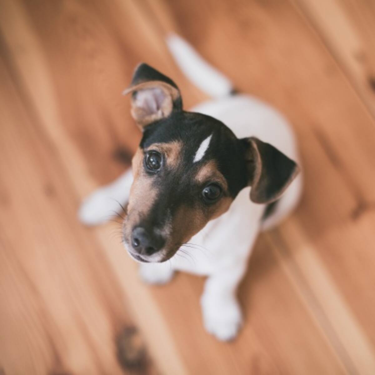 ¿Hoteles para perros y gatos?