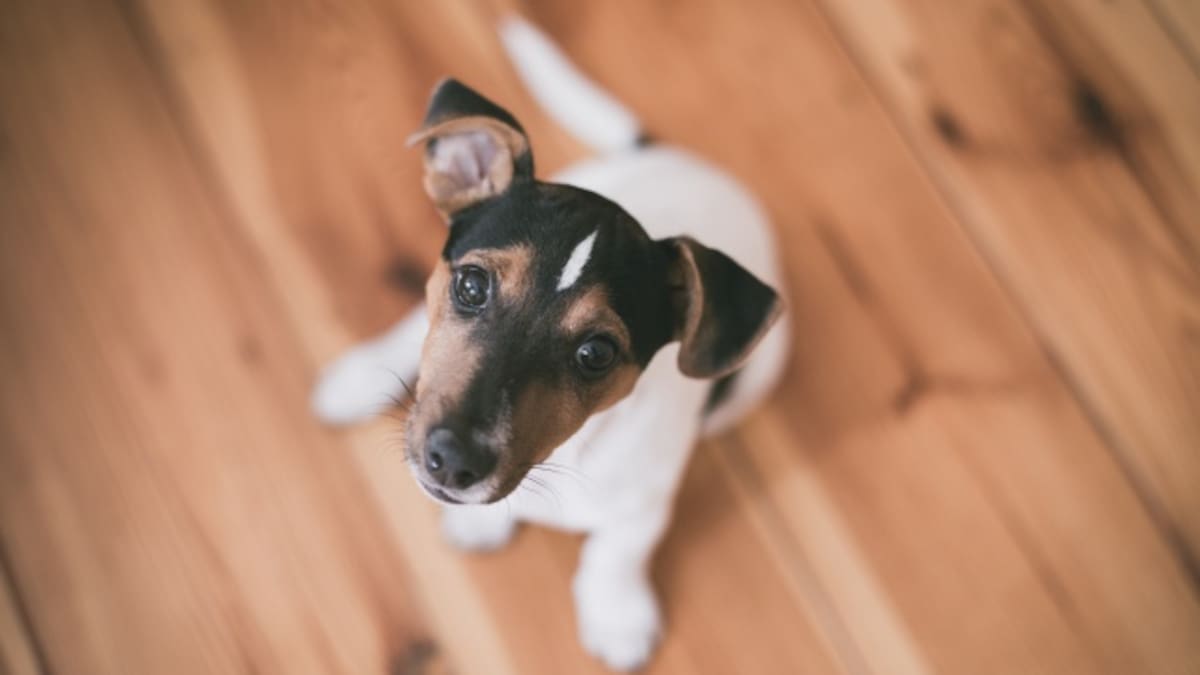 ¿Hoteles para perros y gatos?