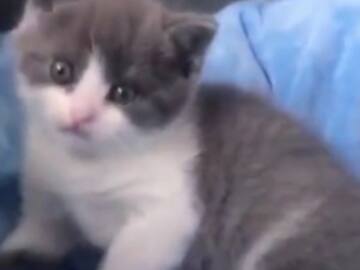 Conoce al primer gato clonado que nació en China