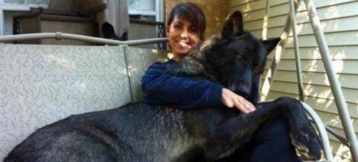 ¡Perros gigantes!