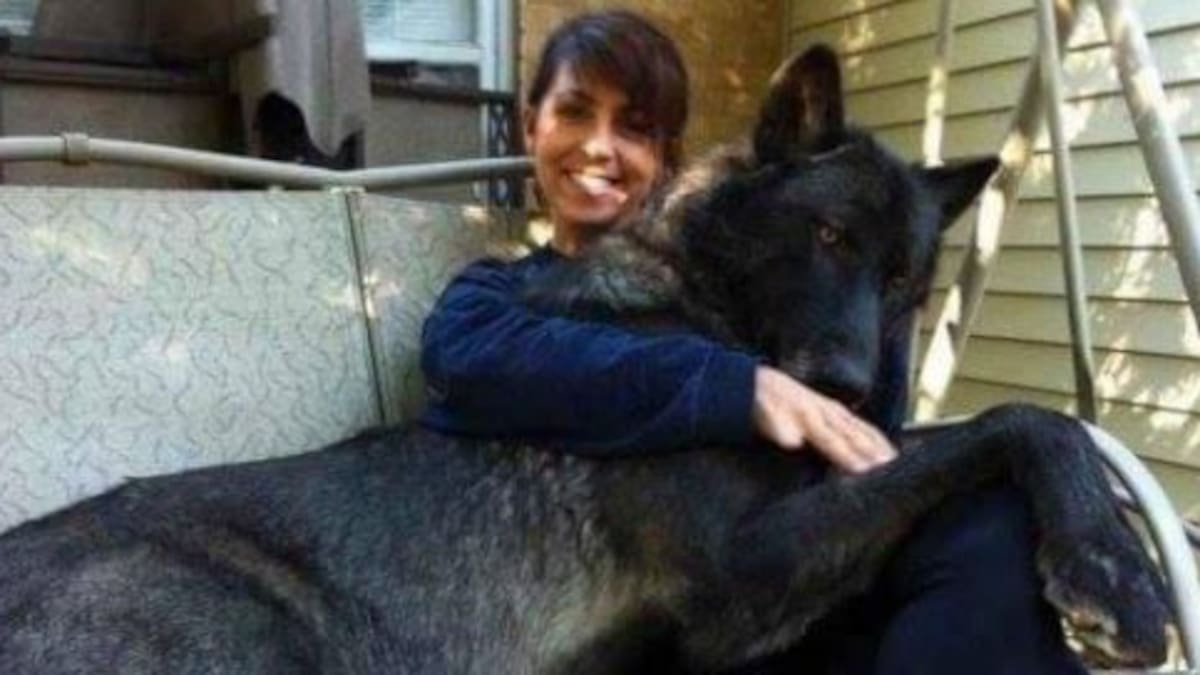 ¡Los perros más gigantes del mundo!