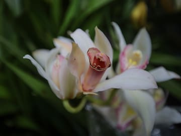 8 nuevas orquídeas descubiertas en Cali fueron nombradas en honor a mujeres destacadas de Colombia.