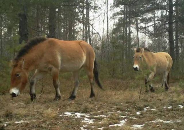 La especie se ha adaptado bien