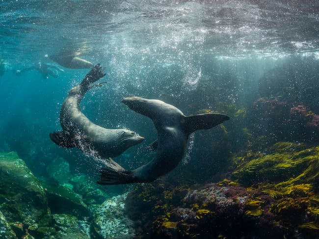 Cada 3 de marzo se celebra el Día de la Vida Silvestre.