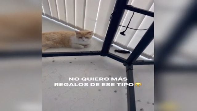 El gato de Sofía Suescun y el pájaro que cazó