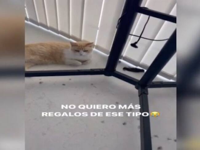 El gato de Sofía Suescun y el pájaro que cazó