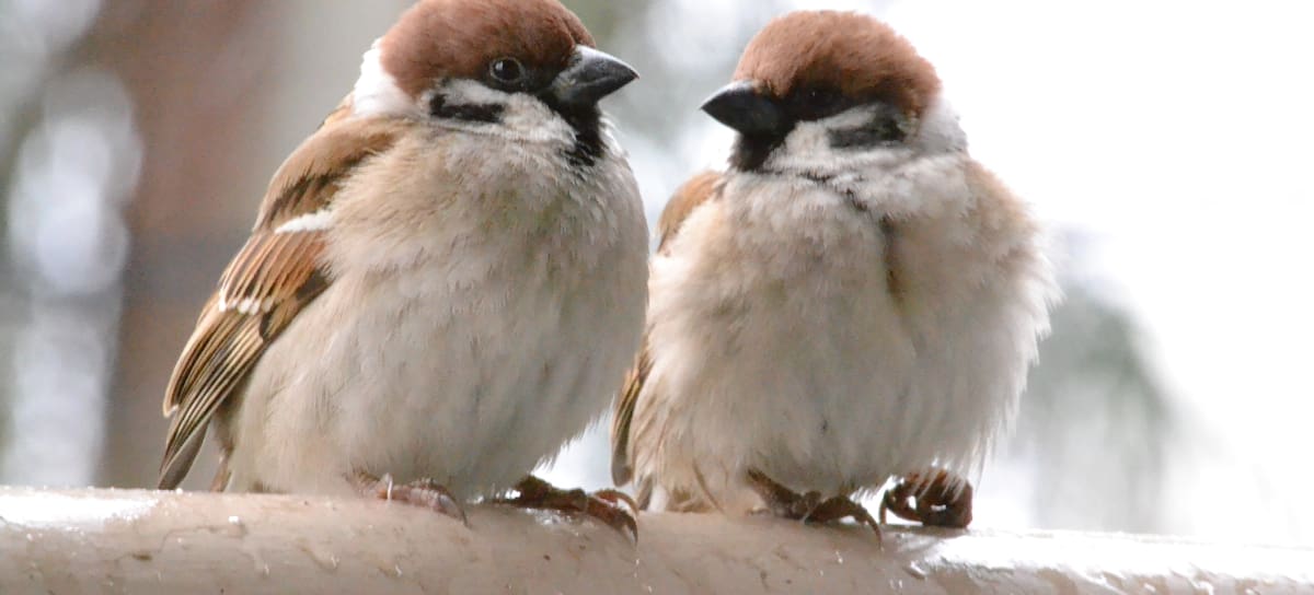 Una pareja de gorriones.