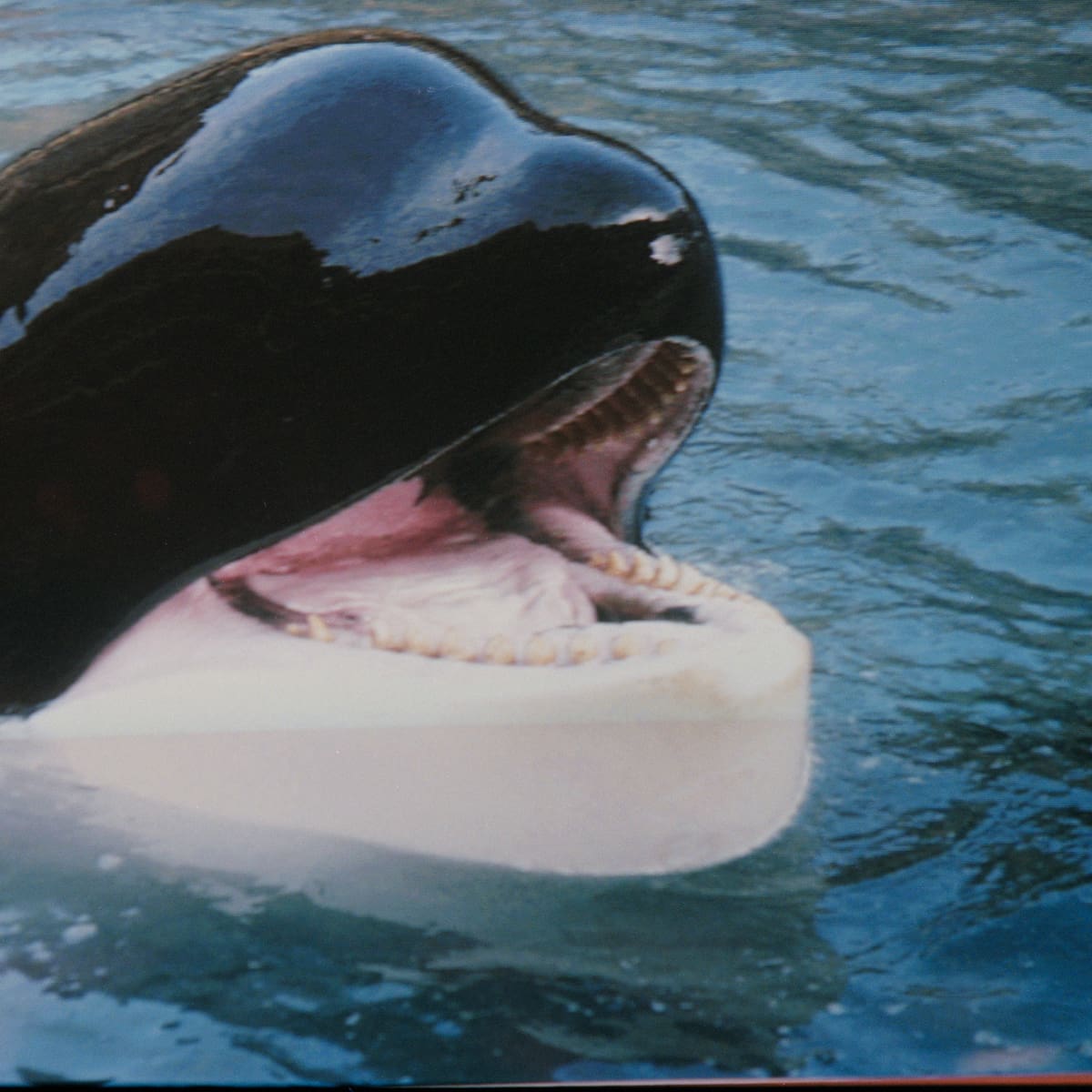 Otro clásico de los 90 que vuelve a los cines: El reboot de 'Liberad a Willy' se pone en marcha