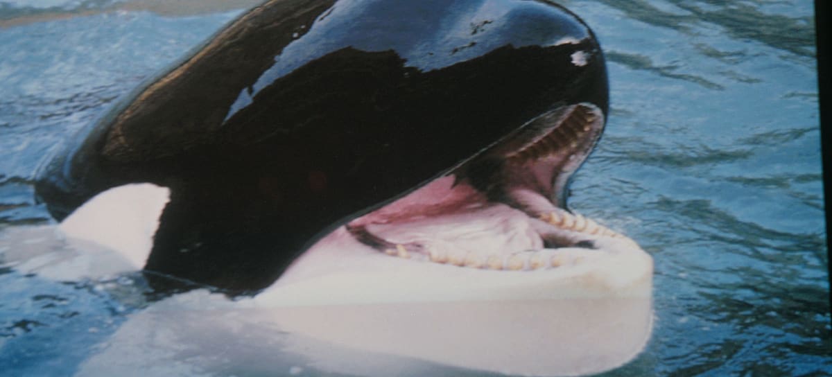 Keiko, la orca protagonista de 'Free Willy' ('Liberad a Willy')