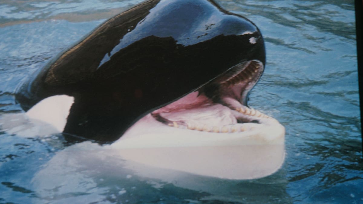 Otro clásico de los 90 que vuelve a los cines: El reboot de 'Liberad a Willy' se pone en marcha
