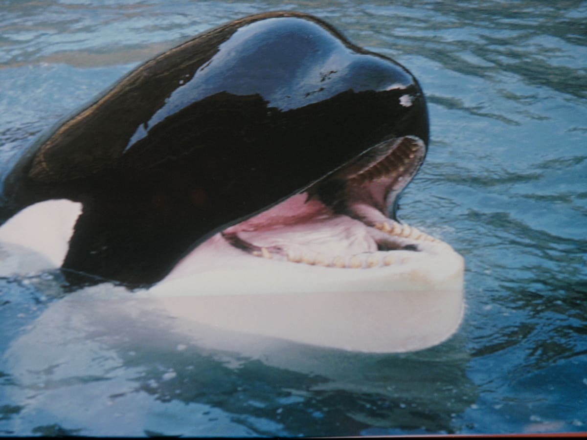 Otro clásico de los 90 que vuelve a los cines: El reboot de 'Liberad a Willy' se pone en marcha