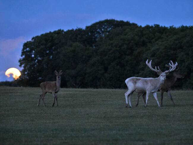 Superluna del Ciervo.