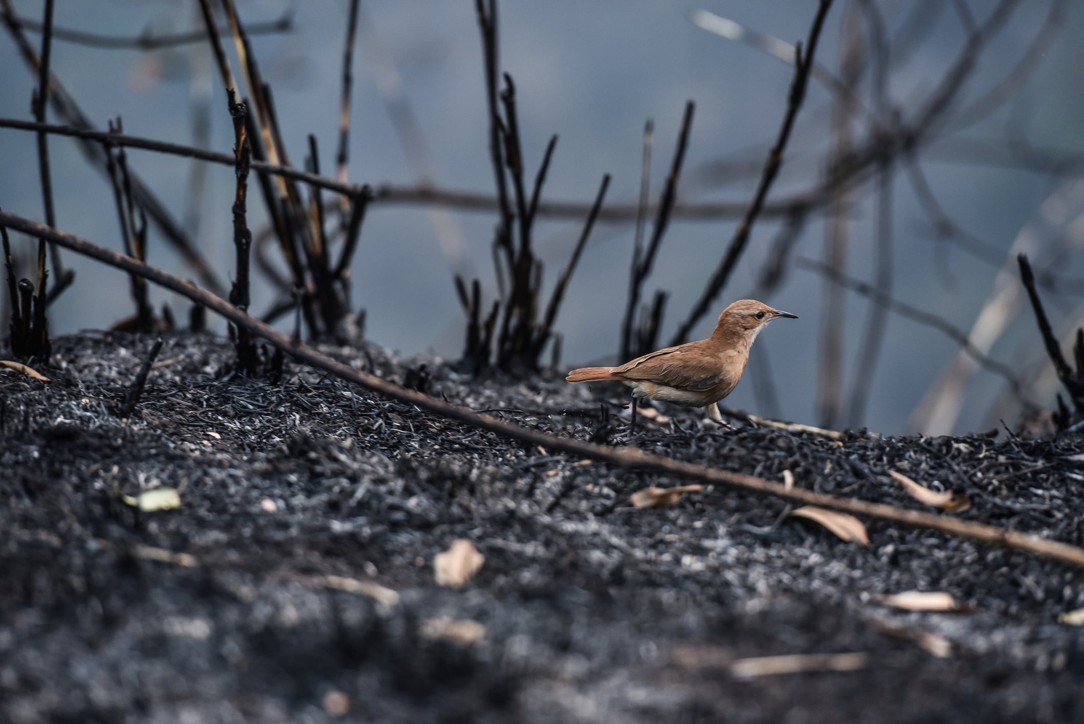 Las zonas afectadas por las llamas pueden tardar décadas en recuperar su biodiversidad.