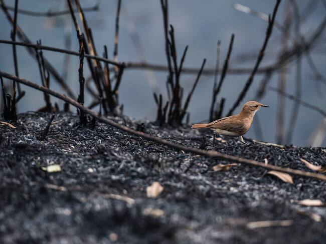 Las zonas afectadas por las llamas pueden tardar décadas en recuperar su biodiversidad.