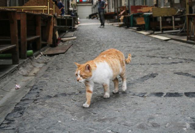 Más de mil gatos son los encargados de eliminar la plaga de ratas en Chicago