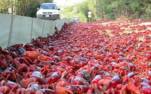 Los cangrejos machos lideran la caravana