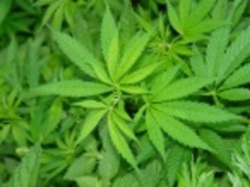 Diputado del PRD busca legalizar la marihuana para uso lúdico