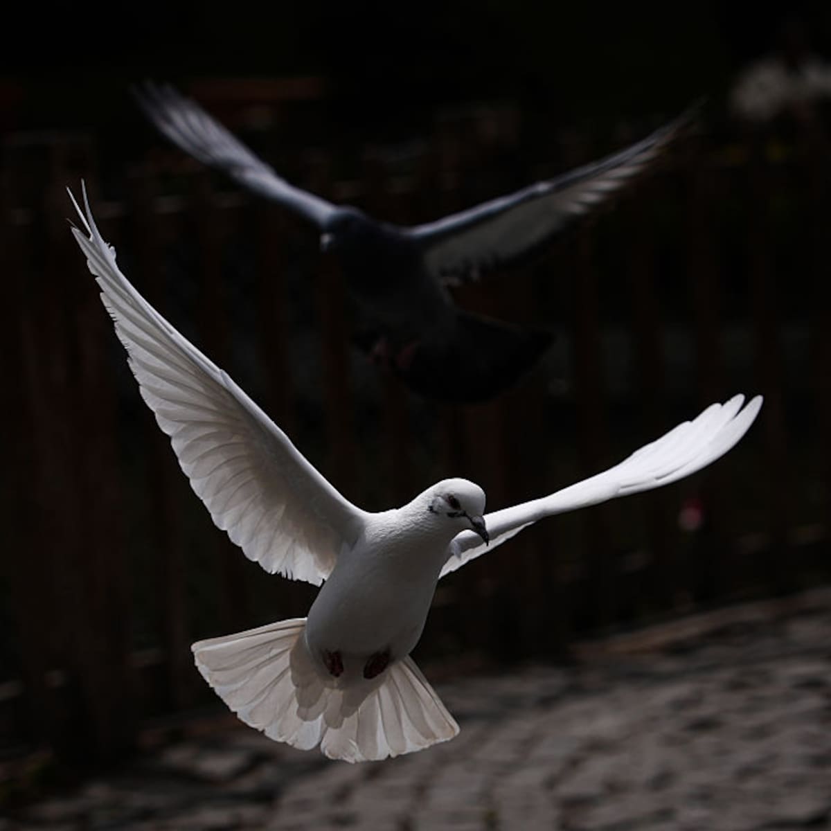 Las aves temen más a las mujeres que a los hombres (y nadie sabe por qué)