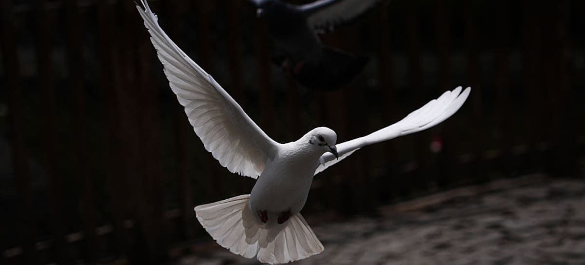 El estudio se ha realizado con aves urbanas de cinco países.