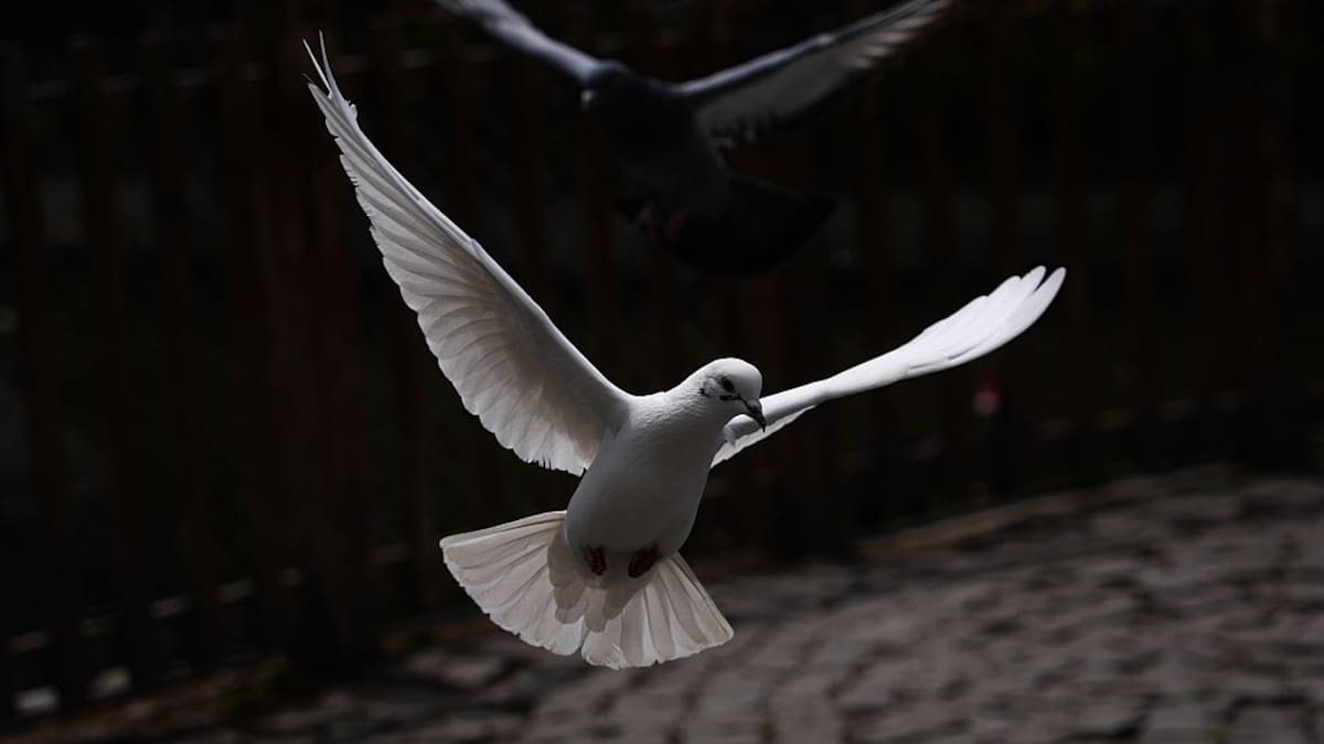 Las aves temen más a las mujeres que a los hombres (y nadie sabe por qué)