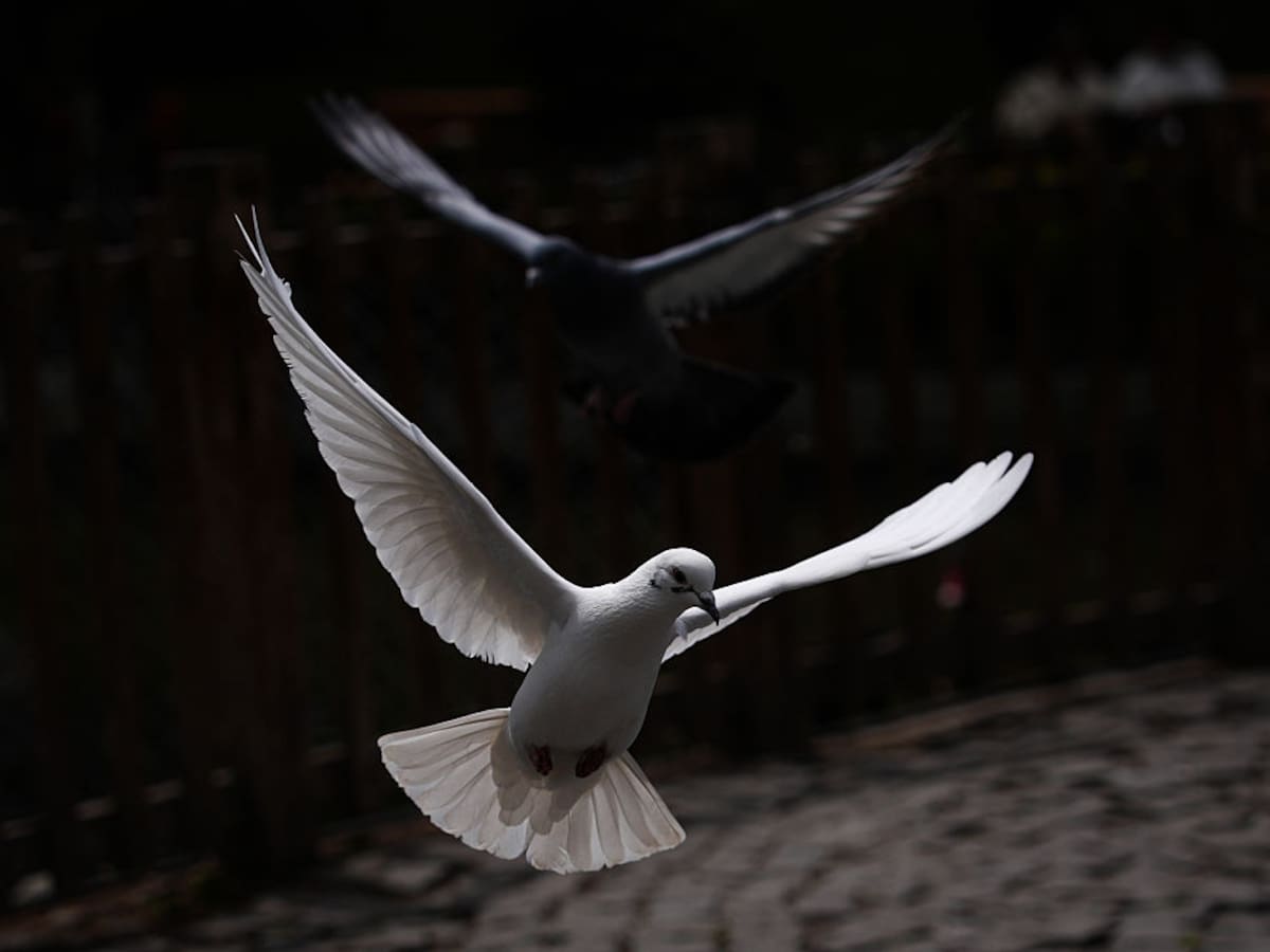 Las aves temen más a las mujeres que a los hombres (y nadie sabe por qué)
