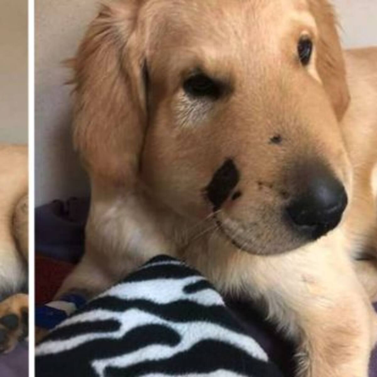 Conocé la historia de Todd,el perro que se convirtió en el héroe de su dueña