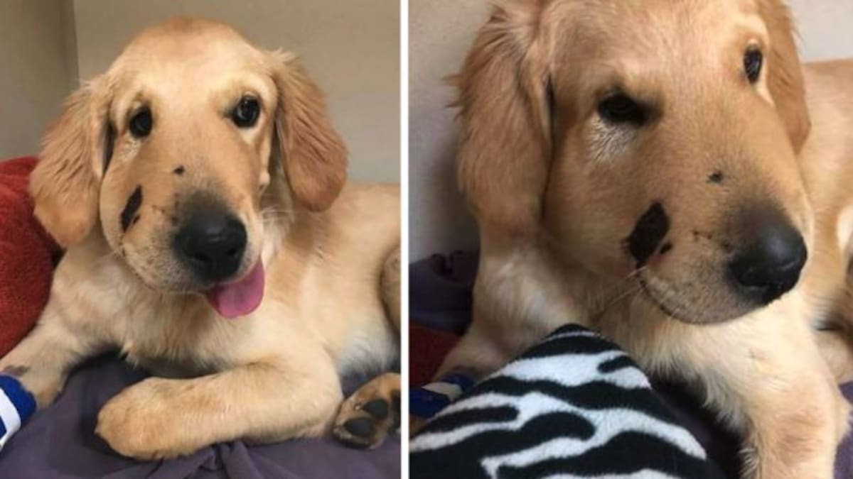 Conocé la historia de Todd,el perro que se convirtió en el héroe de su dueña