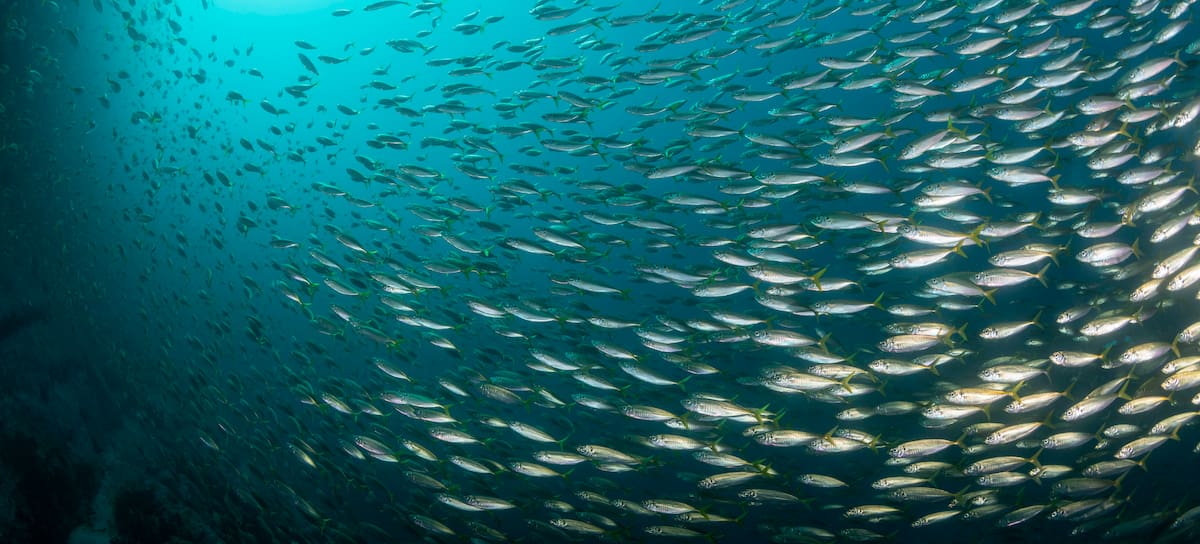 Los peces se ven muy afectados por el ruido.
