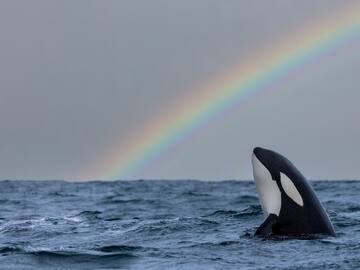 Muere Lolita, la orca que se convirtió en un símbolo contra la cautividad