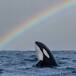 Muere Lolita, la orca que se convirtió en un símbolo contra la cautividad