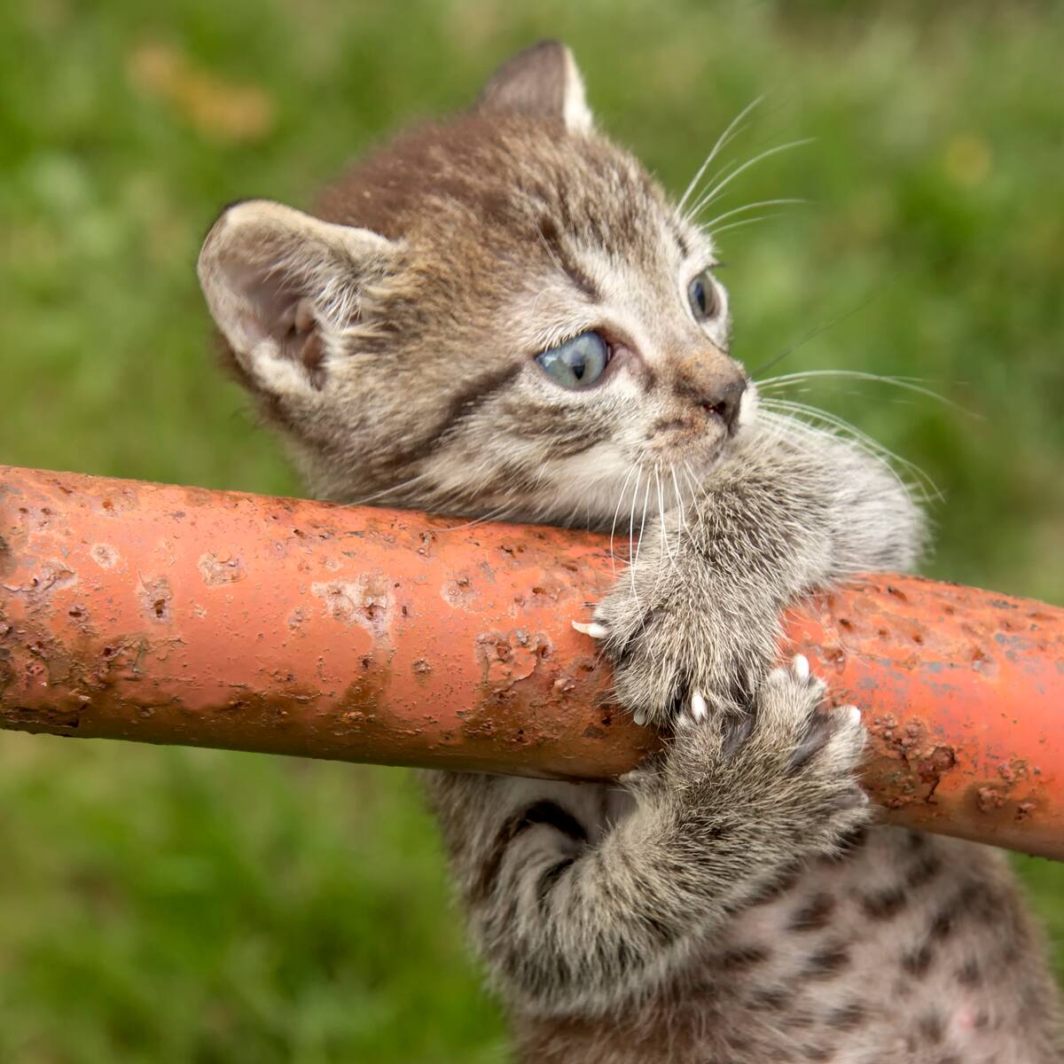 ¿Por qué los gatos siempre caen de pie?