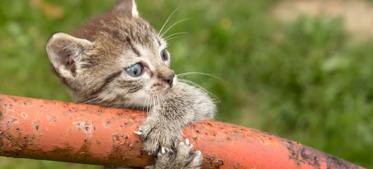 Los gatos tienen unas capacidades físicas asombrosas.