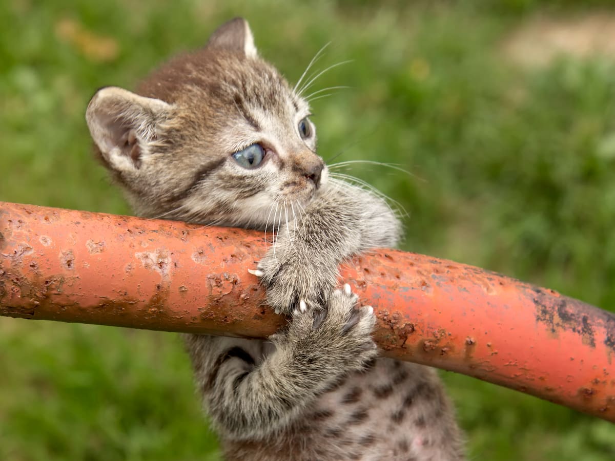 ¿Por qué los gatos siempre caen de pie?